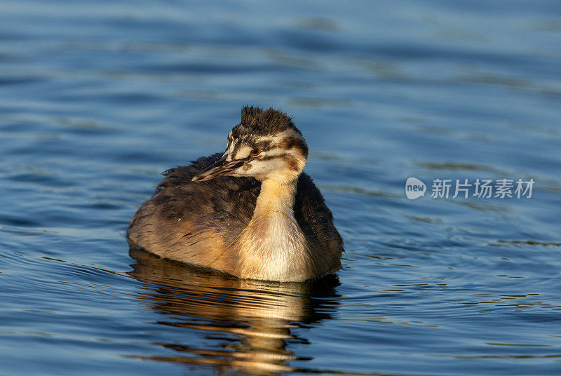 会游泳的幼大凤头greus (Podiceps cristatus)